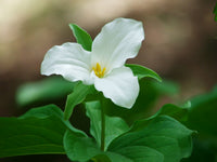 Trillium Blumensamen zur Aussaat Halbschatten verträglich Traditionssorte & ohne Gentechnik Samen Hausgarten