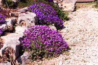 Gemischt Cress Blumensamen zur Aussaat – leuchtend – Traditionssorte & ohne Gentechnik Samen Hausgarten