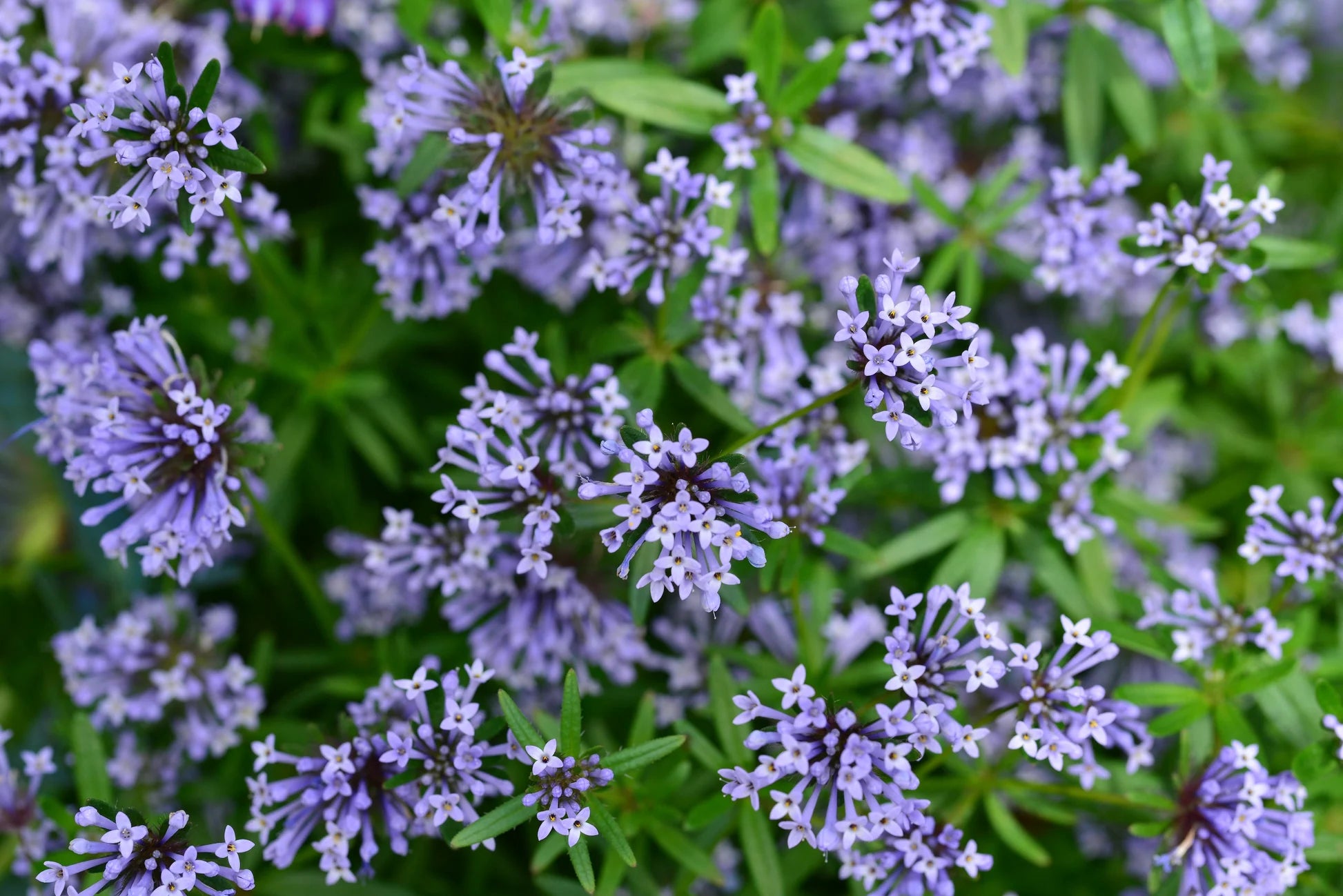 Blau Woodruff Blumensamen zur Aussaat – Wildblume Mischung – Traditionssorte & ohne Gentechnik Samen Hausgarten