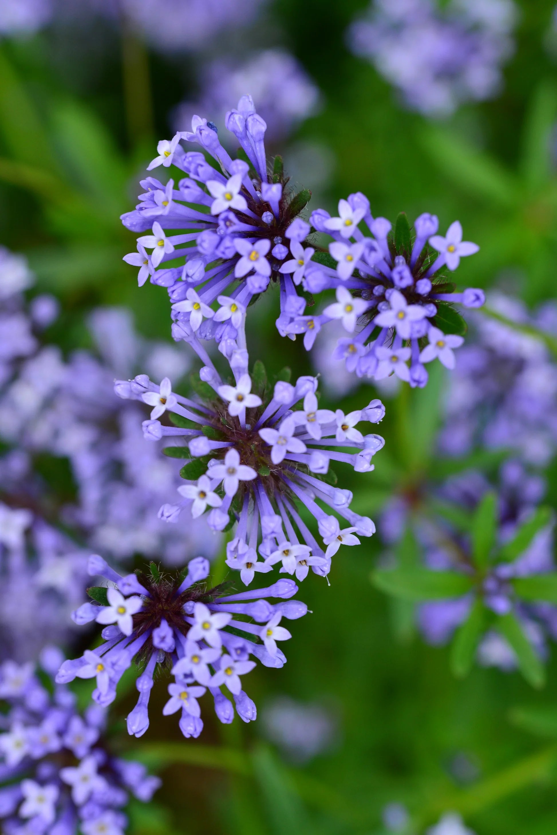 Blau Woodruff Blumensamen zur Aussaat – Wildblume Mischung – Traditionssorte & ohne Gentechnik Samen Hausgarten
