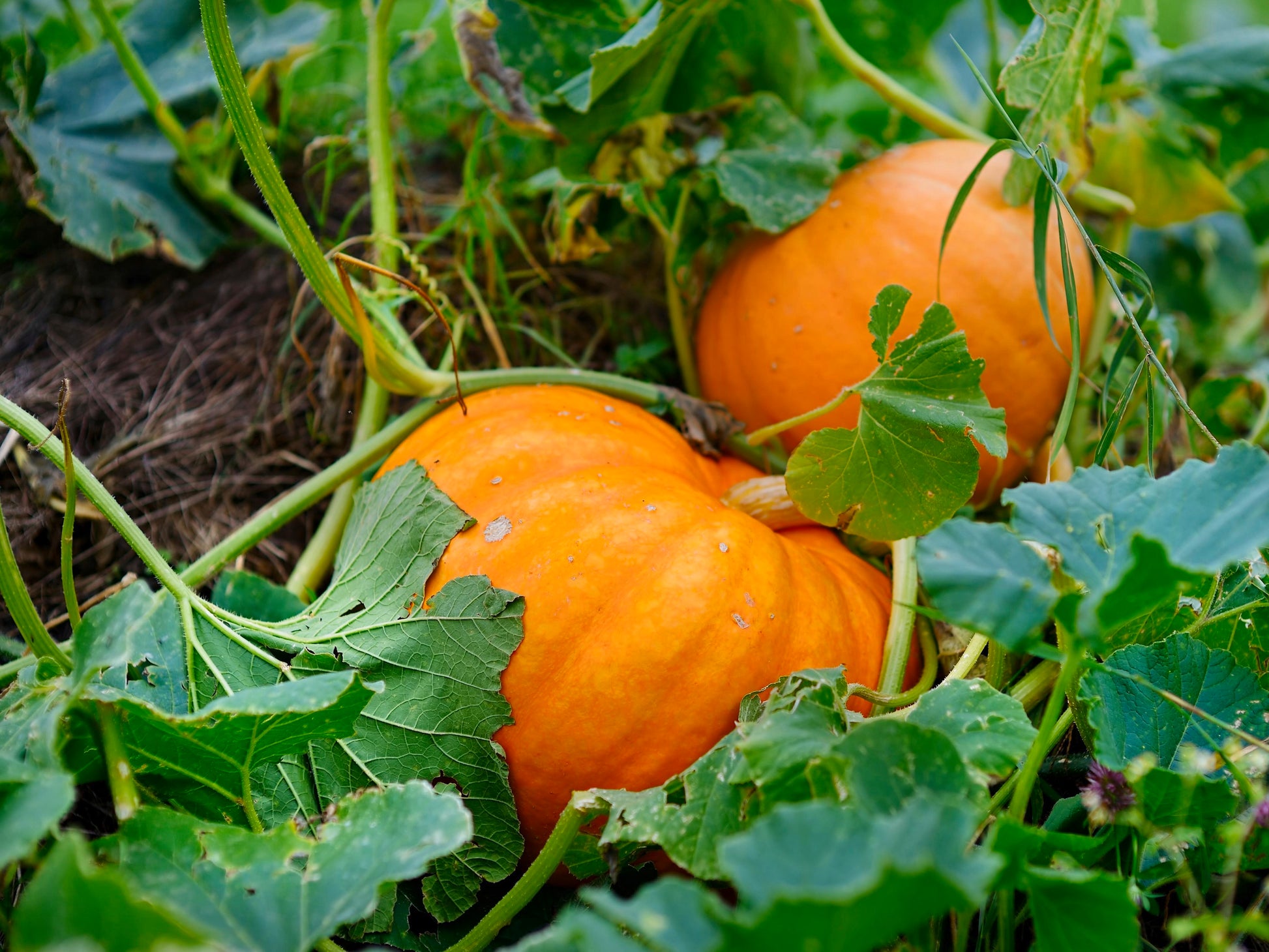 Pumpkin Cucurbita pepo Samen zum Pflanzen in Gemüse Patch and Large Garden