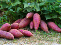 Süßkartoffel Ipomoea batatas Gemüse Samen zum Pflanzen in Gemüse Patch