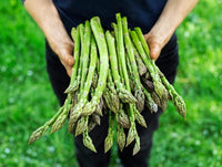 Green Asparagus Gemüsesamen for für den Hausgarten