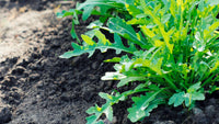 Rocket Plant Gemüsesamen for Gardening & Planting