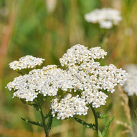 Weiß Yarrow Blumensamen zur Aussaat Schnitt Blume beliebt Traditionssorte & ohne Gentechnik Samen Hausgarten