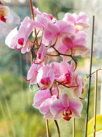 Lila Weiß Ascocentrum Blumensamen zur Aussaat saisonal Dauerblüher Traditionssorte & ohne Gentechnik Samen Hausgarten