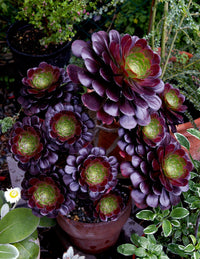 Aeonium Blumensamen zur Aussaat saisonal Dauerblüher Traditionssorte & ohne Gentechnik Samen Hausgarten