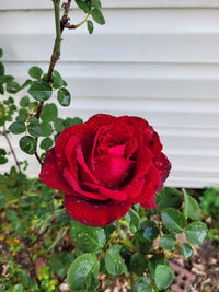Rot Thornless Rose Blumensamen zur Aussaat Landhaus Garten wichtig Traditionssorte & ohne Gentechnik Samen Hausgarten