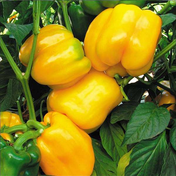 Helle gelbe bell pepper samen für home garten aussaat, non-gmo
