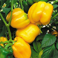 Helle gelbe bell pepper samen für home garten aussaat, non-gmo