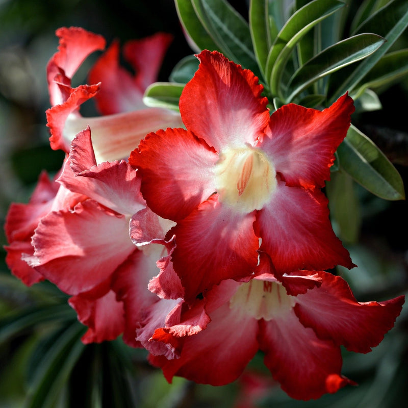 Rot Weiß Wüstenrose Obesum Blumensamen zur Aussaat hochwertige Qualitäts- Traditionssorte & ohne Gentechnik Samen Hausgarten