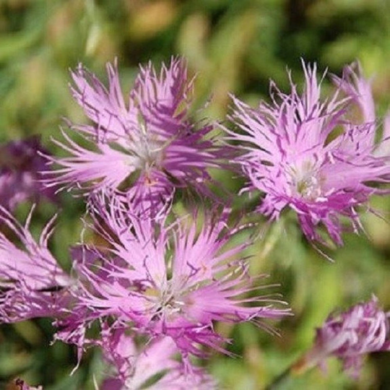 Dianthus superbus blume samen for anpflanzung - long bloom season, heirloom & gmo free samen for home garten
 
 sale for anpflanzung in home garten.