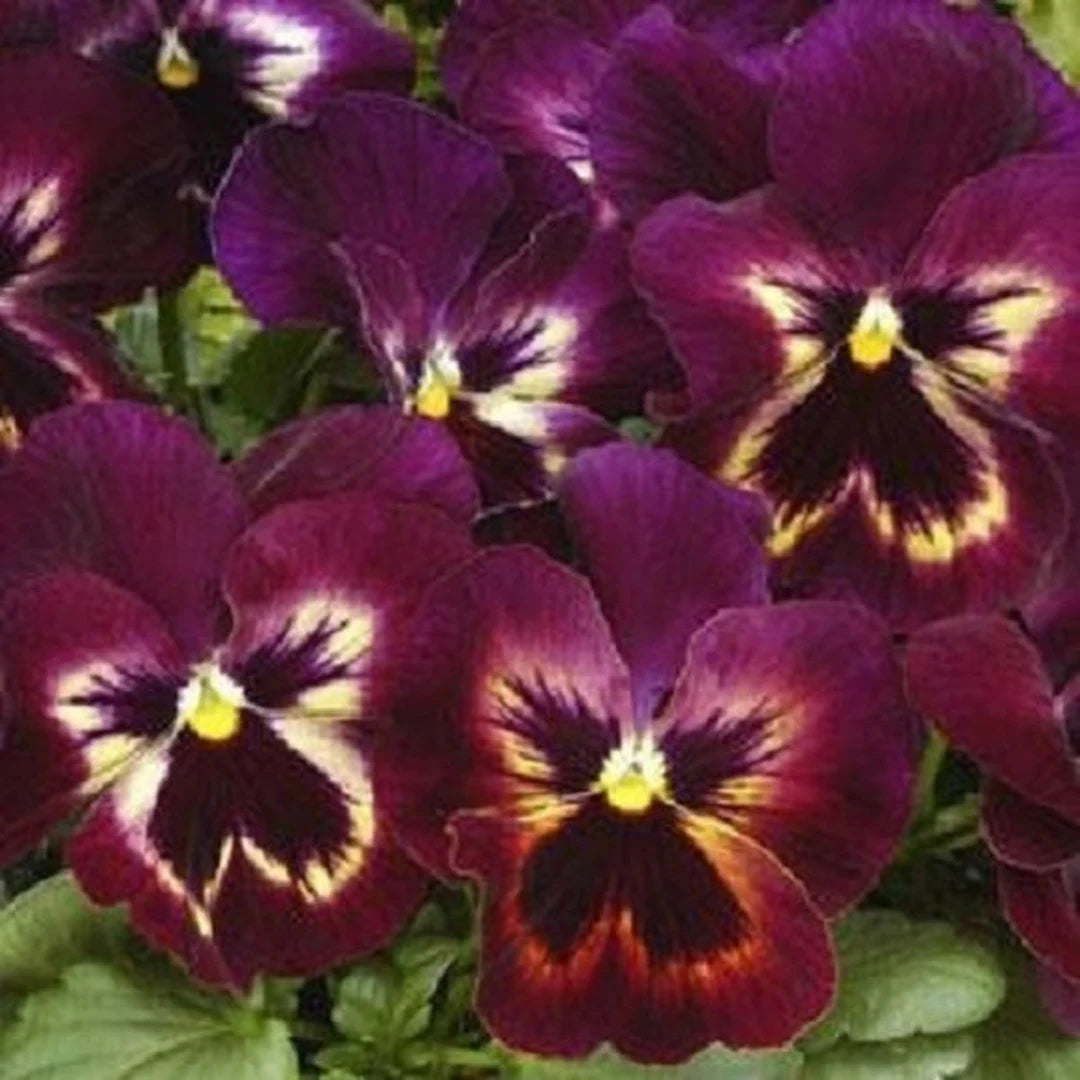 Matrix Sangria Stiefmütterchen Blumensamen ausdrucksstark – Gartenblumen