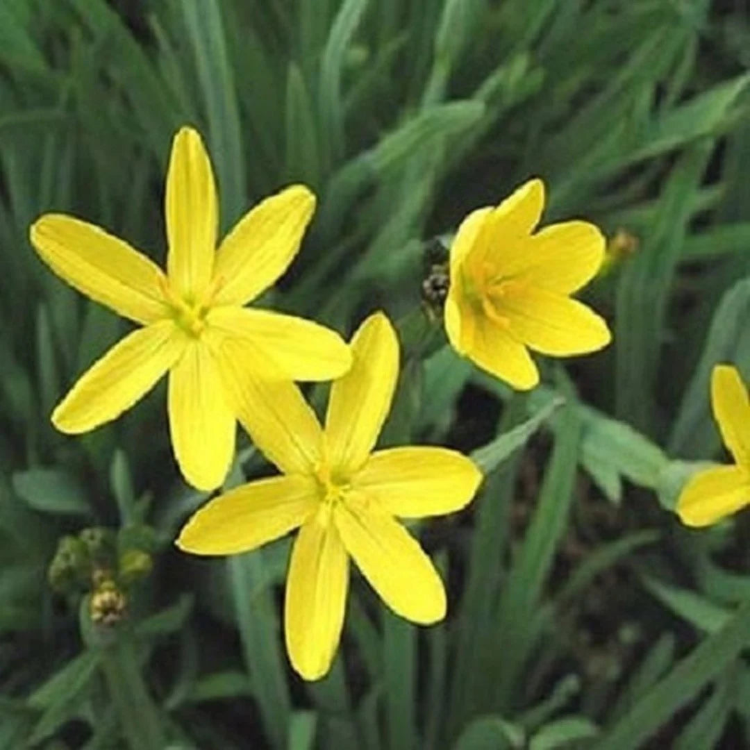 Balsamine Gelb Blumensamen zur Aussaat – ideal Rabatten – Traditionssorte & ohne Gentechnik Samen Hausgarten