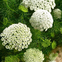 Lace Blumensamen zur Aussaat – Bestäuber freundlich – Traditionssorte & ohne Gentechnik Samen Hausgarten
