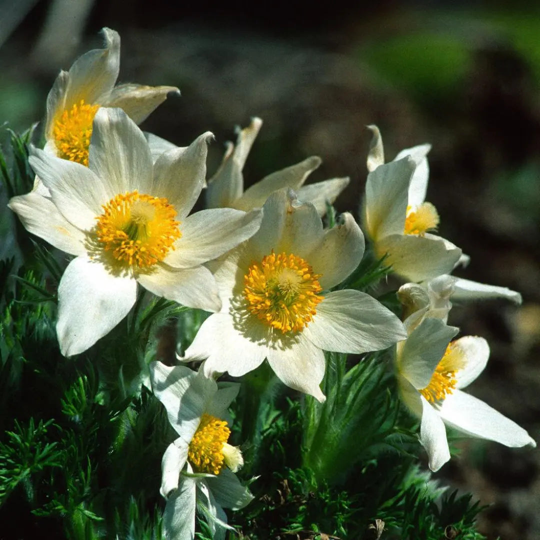 Mixed anemone pulsatilla samen for anpflanzung blume