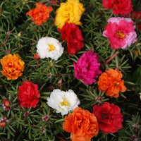 Portulaca moss blume samen for anpflanzung - shade tolerant, heirloom & gmo free samen for home garten
 
 sale samen for anpflanzung in home garten