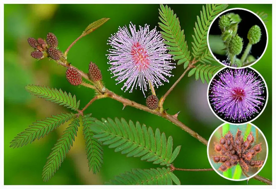 Mimosa pudica samen for anpflanzung: sensitive pflanze blume