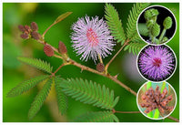 Mimosa pudica samen for anpflanzung: sensitive pflanze blume