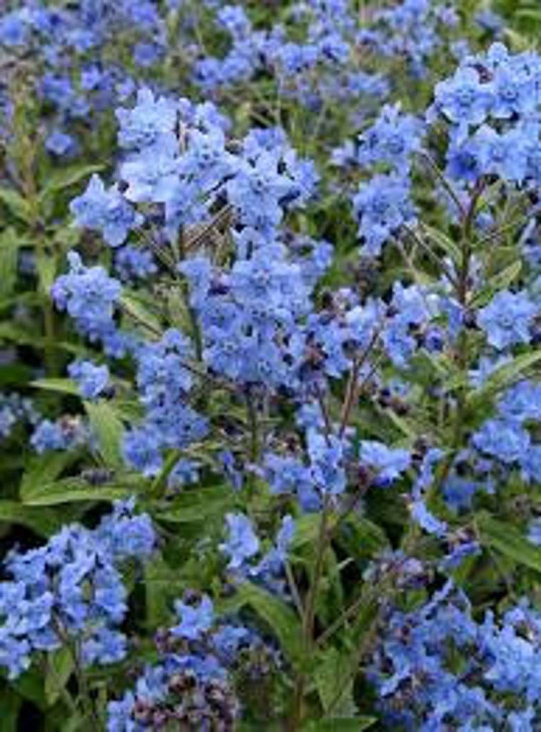 Blau cynoglossum amabile blume samen for anpflanzung - cottage garten essential, heirloom & gmo free samen for home garten
 
 sale for anpflanzung in home garten.