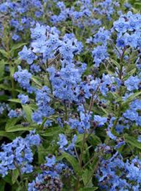 Blau cynoglossum amabile blume samen for anpflanzung - cottage garten essential, heirloom & gmo free samen for home garten
 
 sale for anpflanzung in home garten.
