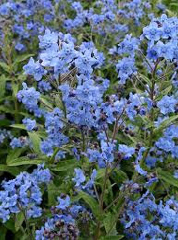 Blau cynoglossum amabile blume samen for anpflanzung - cottage garten essential, heirloom & gmo free samen for home garten
 
 sale for anpflanzung in home garten.