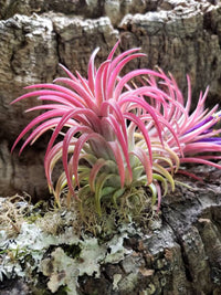 Rosa Tillandsia Cretacea Blumensamen zur Aussaat – ideal Rabatten – Traditionssorte & ohne Gentechnik Samen Hausgarten