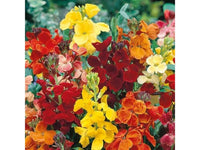 Wallflower Cheiranthus Cheiri Blumensamen zur Aussaat Landhaus Garten wichtig Traditionssorte & ohne Gentechnik Samen Hausgarten