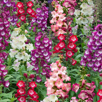 Penstemon blume samen for anpflanzung - drought tolerant, heirloom & gmo free samen for home garten
 
 sale samen for anpflanzung in home garten