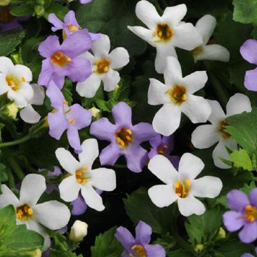 Gemischt Bacopa Utopia Blumensamen zur Aussaat – lang Blüte Saison – Traditionssorte & ohne Gentechnik Samen Hausgarten