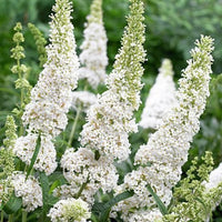 Weiß Buddleja Blumensamen zur Aussaat Garten beliebt Traditionssorte & ohne Gentechnik Samen Hausgarten
