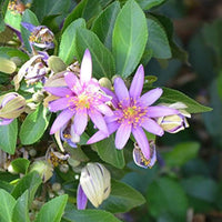 Grewia blume samen for anpflanzung - bright blooms, heirloom & gmo free samen for home garten
 
 sale for anpflanzung in home garten.