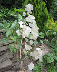 Weiß Lunaria Biennis Blumensamen zur Aussaat – Bestäuber freundlich – Traditionssorte & ohne Gentechnik Samen Hausgarten