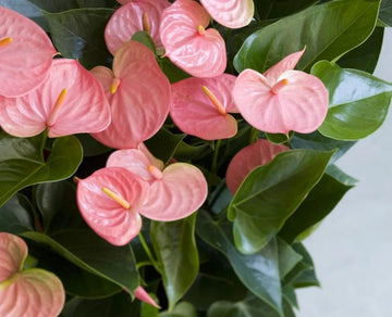Anthurium (anthurium andraeanu) samen for anpflanzung in home garten