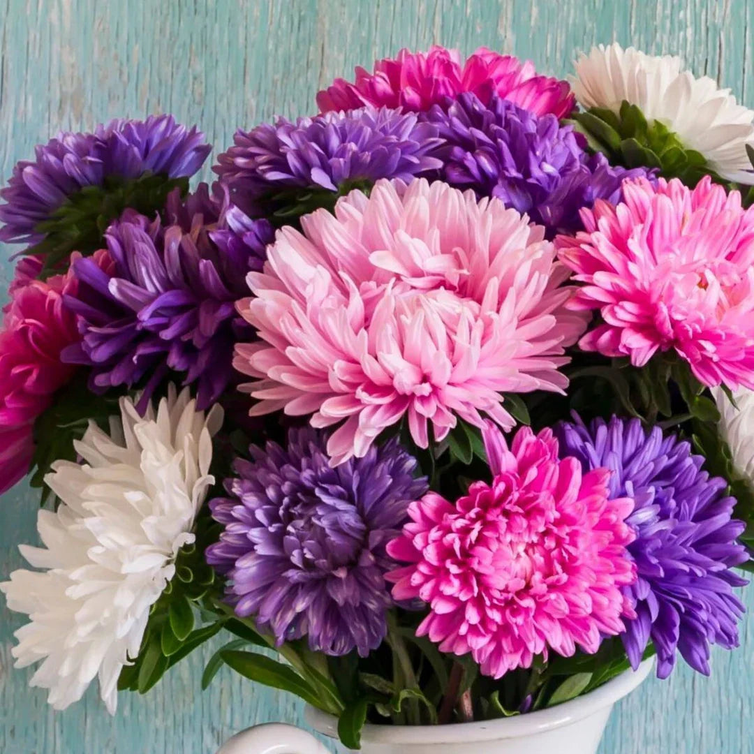 Mixed crego blume samen anpflanzung pack for vibrant garten blooms