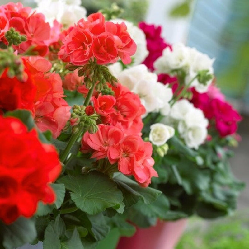Rot weiß geraniums blume samen for anpflanzung - seasonal bloomer, heirloom & gmo free samen for home garten
 
 sale for anpflanzung in home garten.