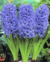 Sky blau hyacinthus orientalis blume samen for anpflanzung - cut blume favorite, heirloom & gmo free samen for home garten
 
 sale samen for anpflanzung in home garten