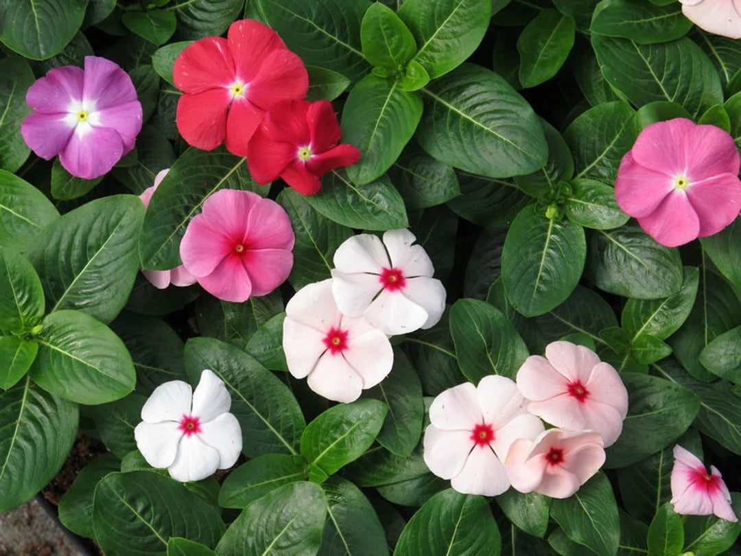 Gemischt Immergrün Blumensamen zur Aussaat Anzucht Traditionssorte & ohne Gentechnik Samen Hausgarten