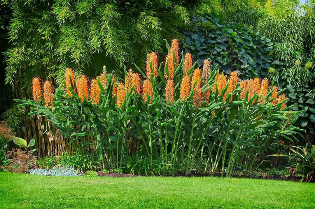 Hedychium Gardnerianum Blumensamen zur Aussaat Landhaus Garten wichtig Traditionssorte & ohne Gentechnik Samen Hausgarten