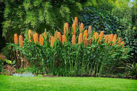 Hedychium Gardnerianum Blumensamen zur Aussaat Landhaus Garten wichtig Traditionssorte & ohne Gentechnik Samen Hausgarten
