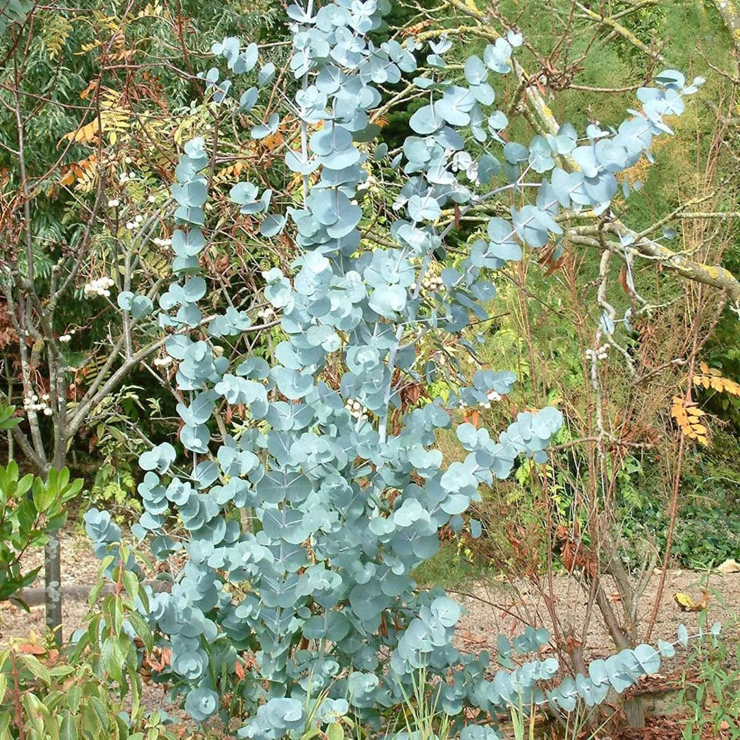 Eucalyptus gunnii Samen für einfaches Anpflanzen