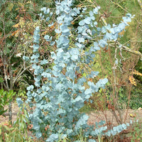 Eucalyptus gunnii Samen für einfaches Anpflanzen