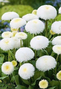 Weiß bellis blume samen for anpflanzung - cottage garten essential, heirloom & gmo free samen for home garten
 
 sale samen for anpflanzung in home garten