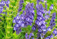 Grün Scutellaria Baicalensis Blumensamen zur Aussaat – Wildblume Mischung – Traditionssorte & ohne Gentechnik Samen Hausgarten