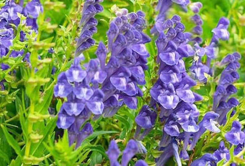 Grün Scutellaria Baicalensis Blumensamen zur Aussaat – Wildblume Mischung – Traditionssorte & ohne Gentechnik Samen Hausgarten