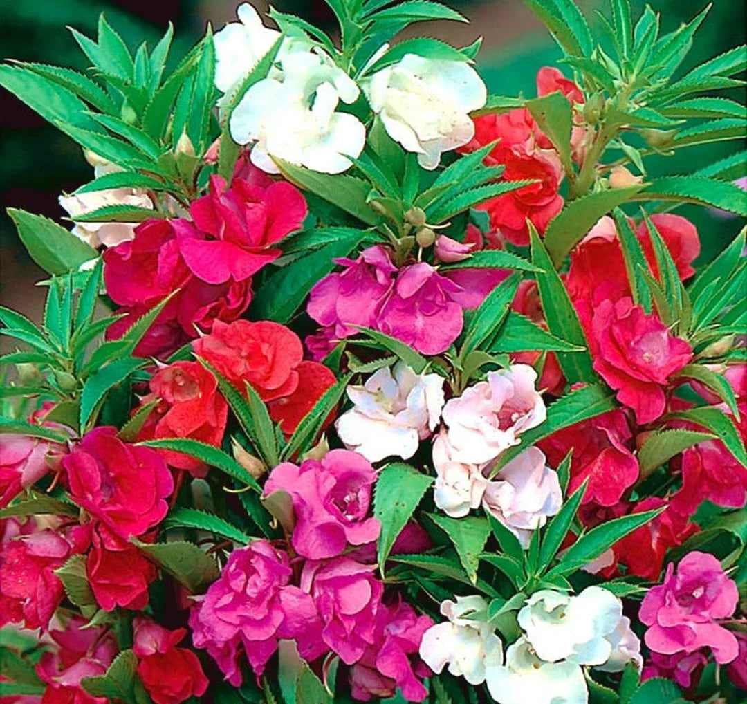 Gemischt Kamelie Blumensamen zur Aussaat Landhaus Garten wichtig Traditionssorte & ohne Gentechnik Samen Hausgarten