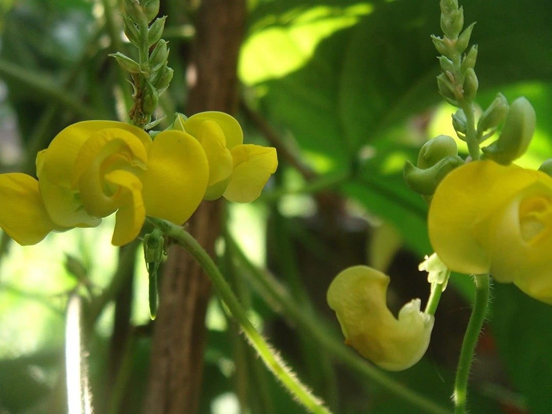 Dolichos biflorus blume samen for anpflanzung - pollinator friendly, heirloom & gmo free samen for home garten
 
 sale for anpflanzung in home garten.