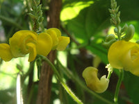 Dolichos biflorus blume samen for anpflanzung - pollinator friendly, heirloom & gmo free samen for home garten
 
 sale for anpflanzung in home garten.