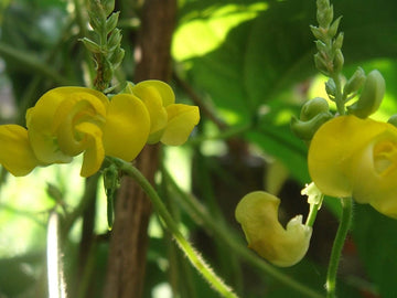 Dolichos biflorus blume samen for anpflanzung - pollinator friendly, heirloom & gmo free samen for home garten
 
 sale for anpflanzung in home garten.