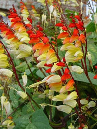 Mina Lobata Blumensamen zur Aussaat leuchtend Blüten Traditionssorte & ohne Gentechnik Samen Hausgarten